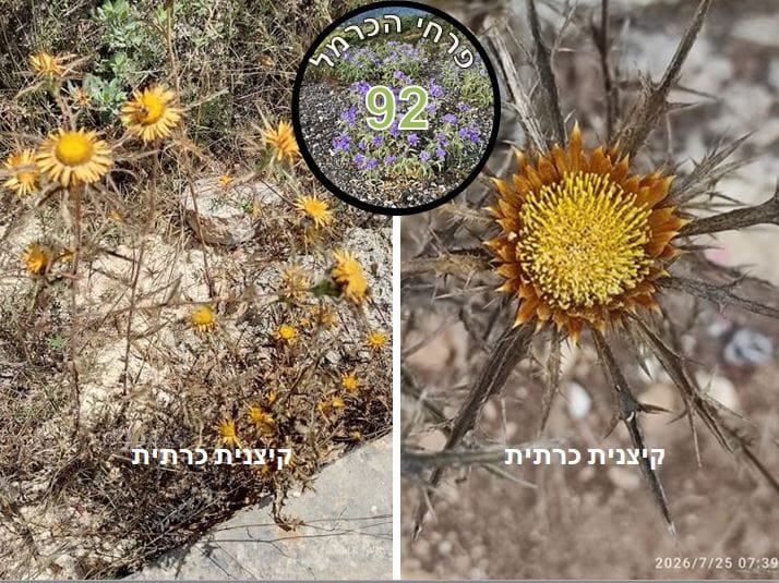 קיצנית כרתית • צילום: דני כץ