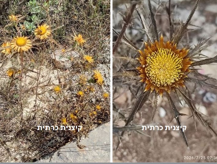 קיצנית כרתית • צילום: דני כץ