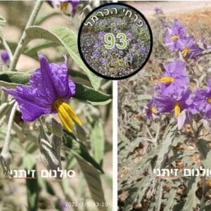 פרח השבוע • סולנום זיתני סולנום זיתני • צילום: דני כץ