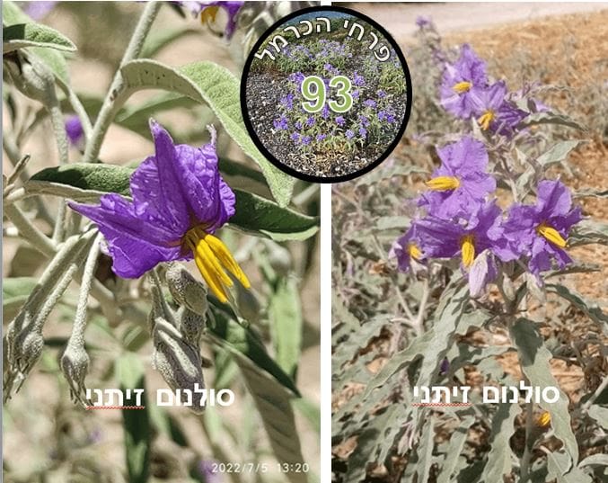 סולנום זיתני • צילום: דני כץ