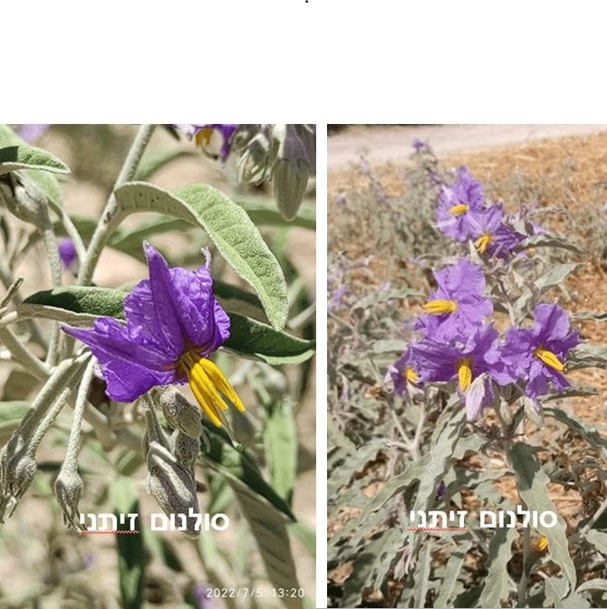 פעם, בשולי שביל קטן בארץ ישראל, גדל לו צמח סולנום זיתני. הוא לא היה גבוה במיוחד, ולא לבש פרחים גדולים וצבעוניים כמו שכניו. אבל היו לו עלים ירוקים ושקטים, ופרחים קטנים שנראו כאילו הם מחייכים אל השמש.

יום אחד הגיע אל השביל ילד בשם יואב. הוא הביט בצמח ואמר:
״אתה נראה קצת צנוע. למה אף אחד לא מספר עליך סיפורים?״

הסולנום זיתני הרעיש בעדינות בעליו ולחש:
״כי לפעמים הדברים המיוחדים ביותר אינם צריכים לצעוק כדי שיבחינו בהם.״

יואב התיישב לידו. באותו רגע הגיעה דבורה קטנה וזמזמה סביב הפרחים. אחריה הגיע פרפר, ומעט אחר כך ציפור קטנה נחה על אחד הענפים.

״תראה!״ קרא יואב, ״כולם מכירים אותך!״

״כן,״ חייך הצמח, ״אני חלק מהטבע. כל אחד מאיתנו נותן משהו משלו — צל קטן, פרח, מזון, מקום מסתור או פשוט יופי.״

יואב חשב רגע ואמר:
״אז אולי לא צריך להיות הכי גדול או הכי מפורסם כדי להיות חשוב.״

״בדיוק,״ לחש הסולנום.

מאותו יום בכל פעם שיואב עבר בשביל, הוא בירך את הצמח לשלום. והוא גם למד להסתכל היטב סביבו, כי גילה שמתחת לכל עלה, ליד כל פרח ובין כל הענפים מסתתר סיפור קטן.

וכך נשאר סולנום זיתני במקום שבו תמיד גדל — שקט, צנוע וגאה — מזכיר לכל מי שעבר לידו:

גם דבר קטן בטבע סולנום זיתני • צילום: דני כץ