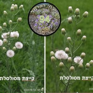 קייצת מסולסלת • צילום: דני כץ