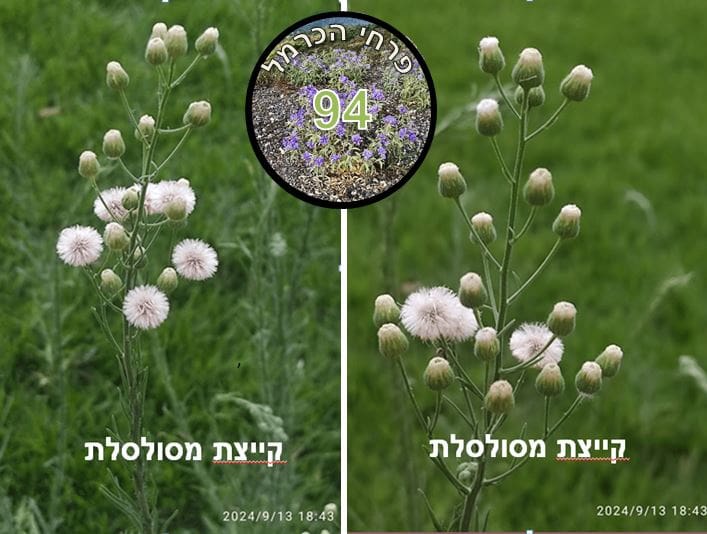 קייצת מסולסלת • צילום: דני כץ