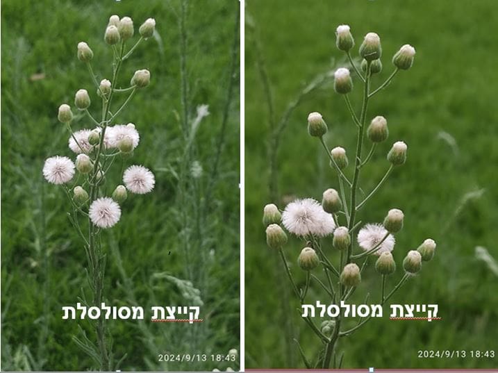 קייצת מסולסלת • צילום: דני כץ