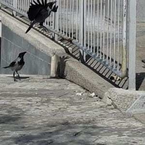 עורב- עורבים (צילום: סמר עודה כרנתינג'י)