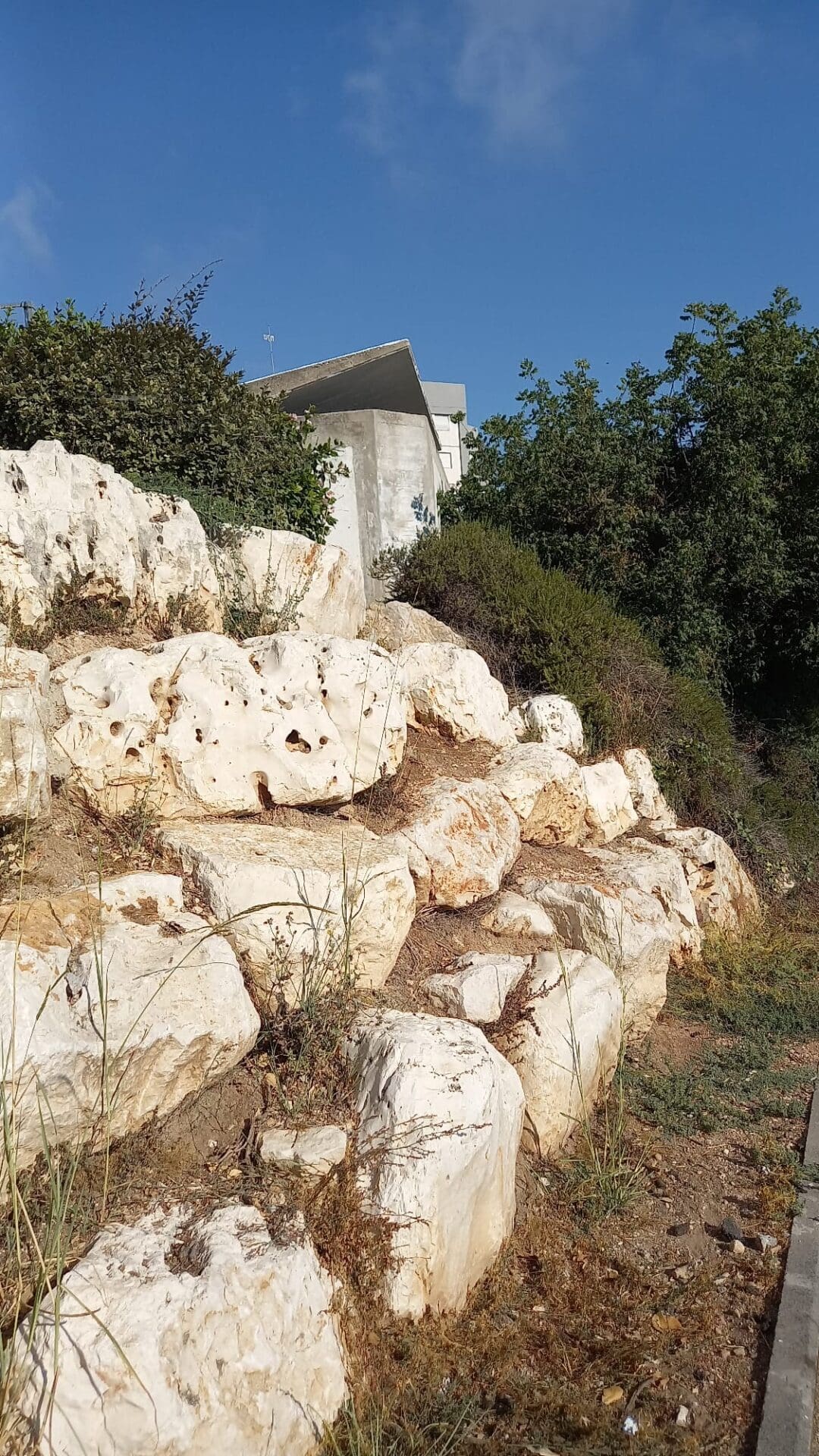 העשבייה הצמודה לגן (צילום: חי פה בשטח)