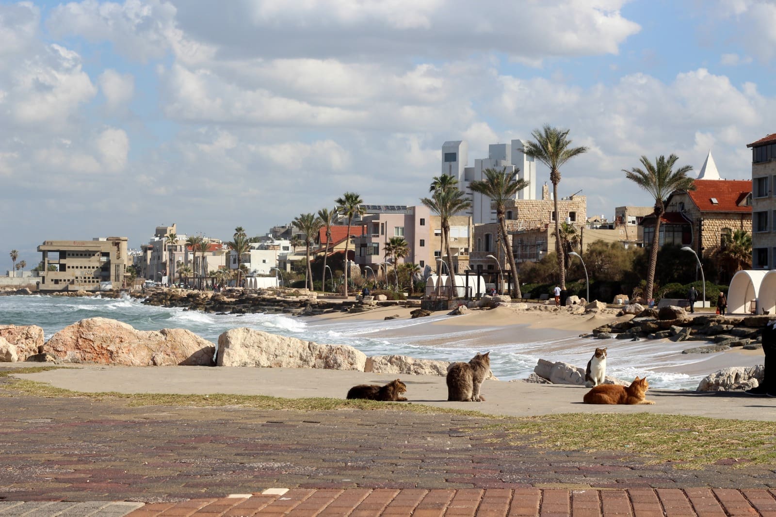 חתולים בבת גלים (צילום, קולאז' ועיבוד: סברינה דה ריטה)