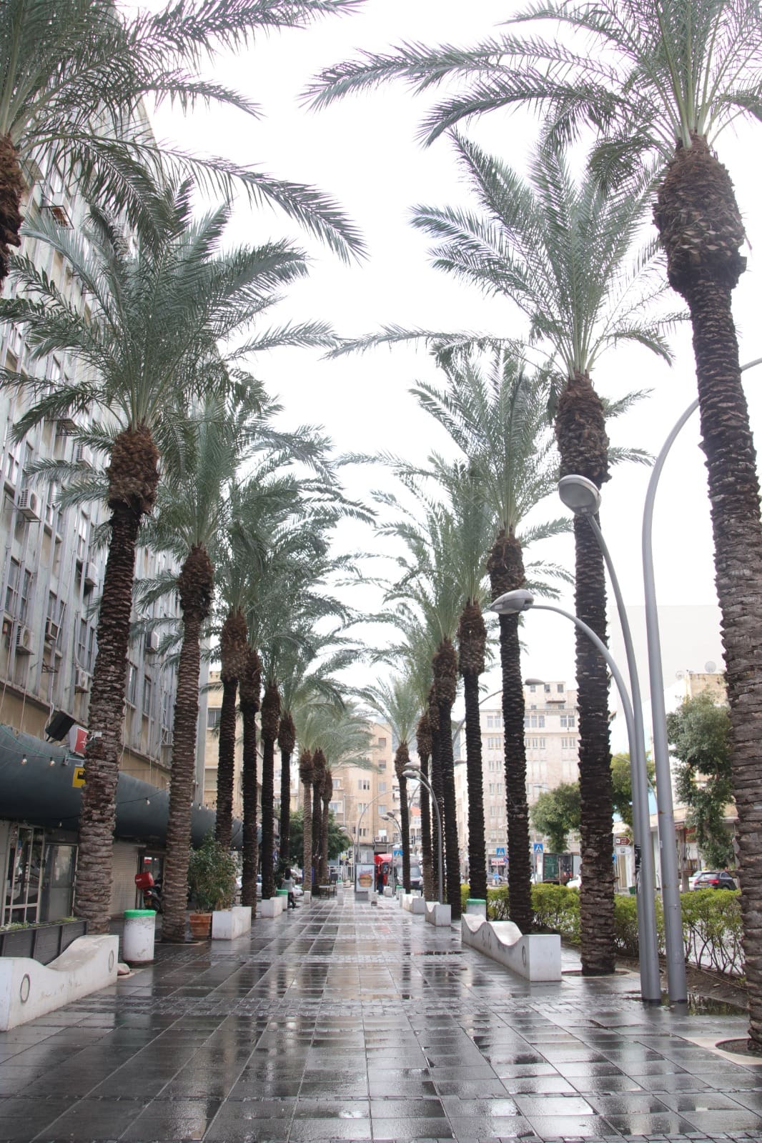 דקלים בשער פלמר (צילום, קולאז' ועיבוד: סברינה דה ריטה)