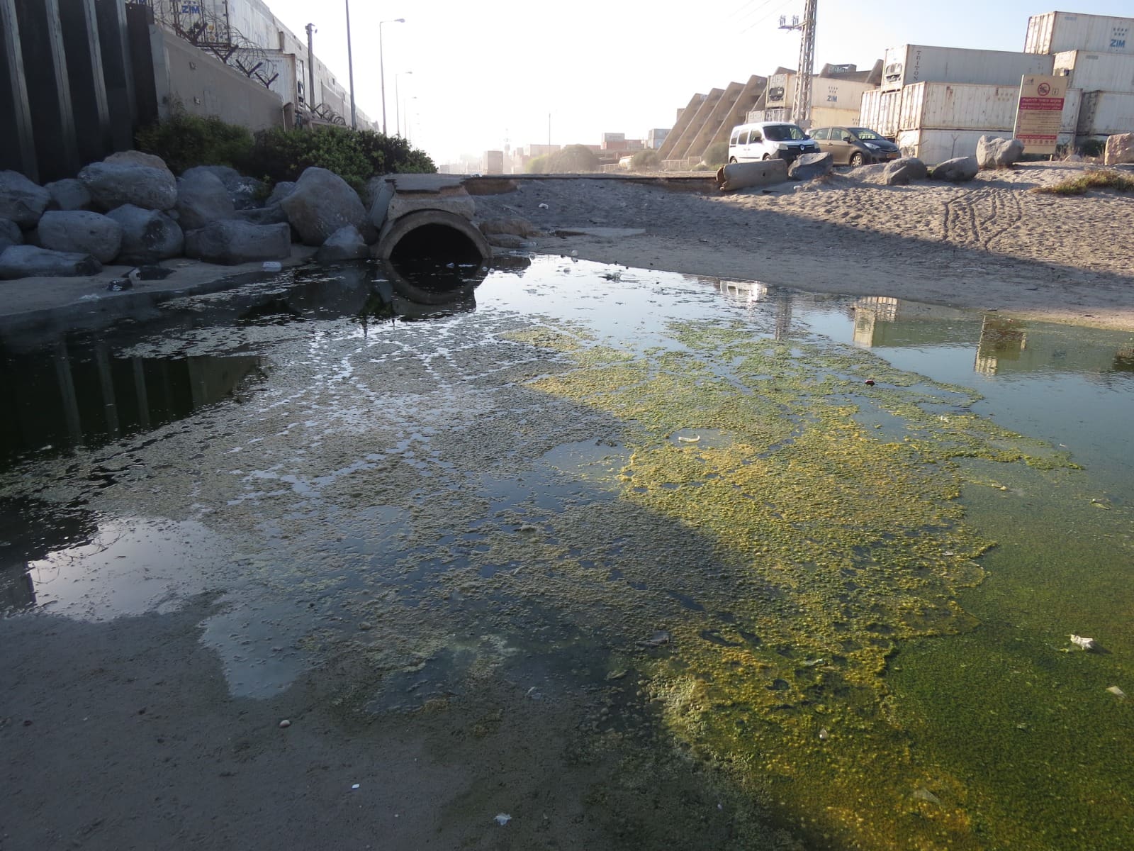 אצות חוטיות ירוקיות ומים עומדים בעלי זרימה חלשה לים (צילום: מוטי מנדלסון)