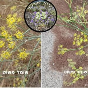 פרח השבוע שומר פשוט שומר פשוט • צילום: דני כץ
