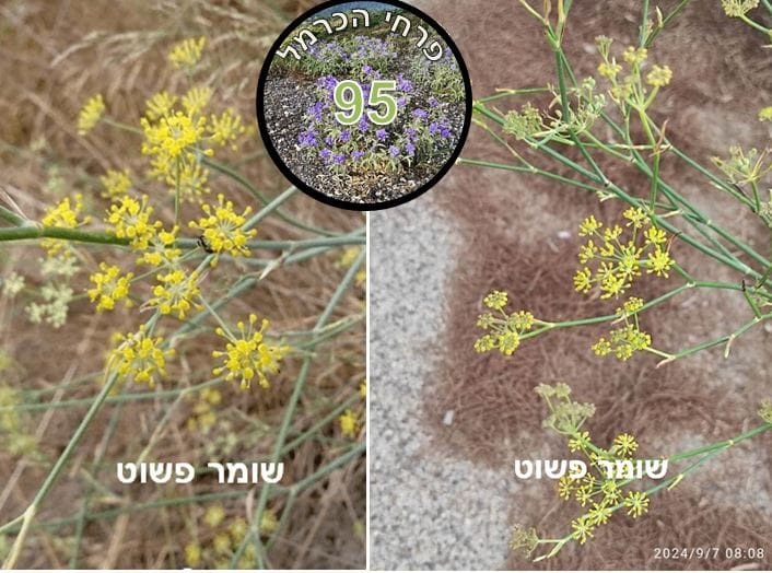 שומר פשוט • צילום: דני כץ