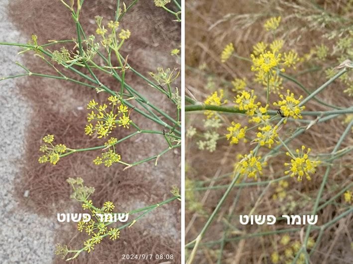 שומר פשוט • צילום: דני כץ