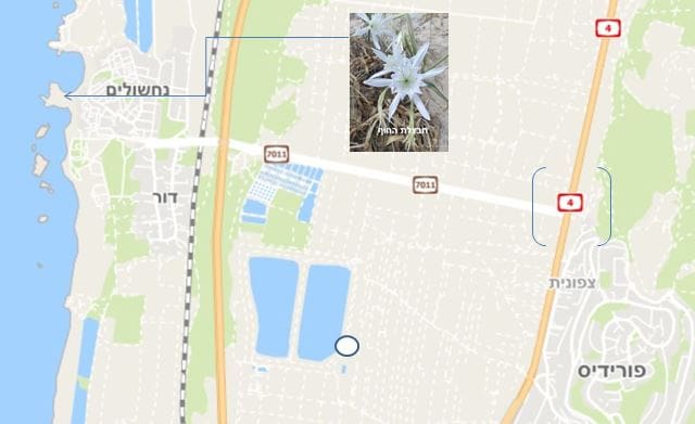 מפגש עם חבצלת החוף • המפה באדיבות מרכז מפות ישראל