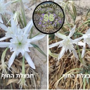 פרח השבוע • חבצלת החוף חבצלת החוף • צילום: דני כץ