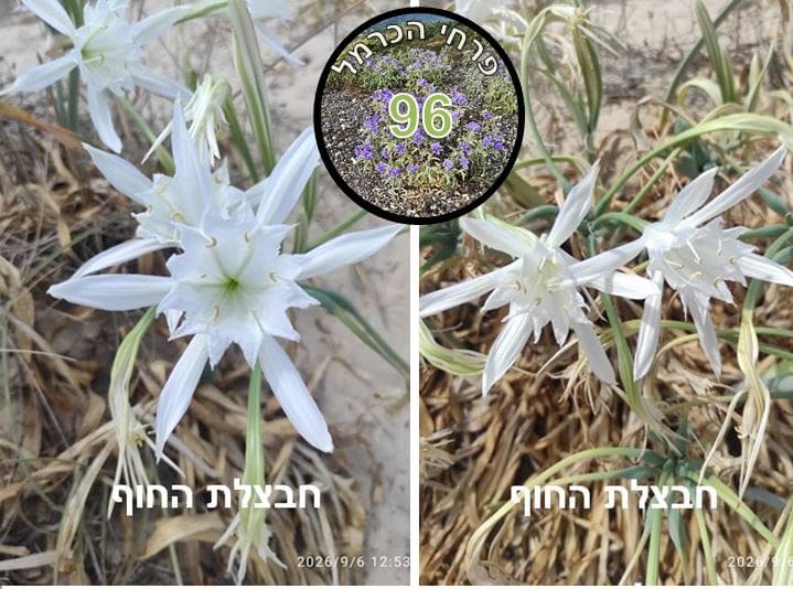 חבצלת החוף • צילום: דני כץ