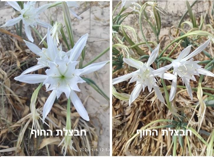 חבצלת החוף • צילום: דני כץ