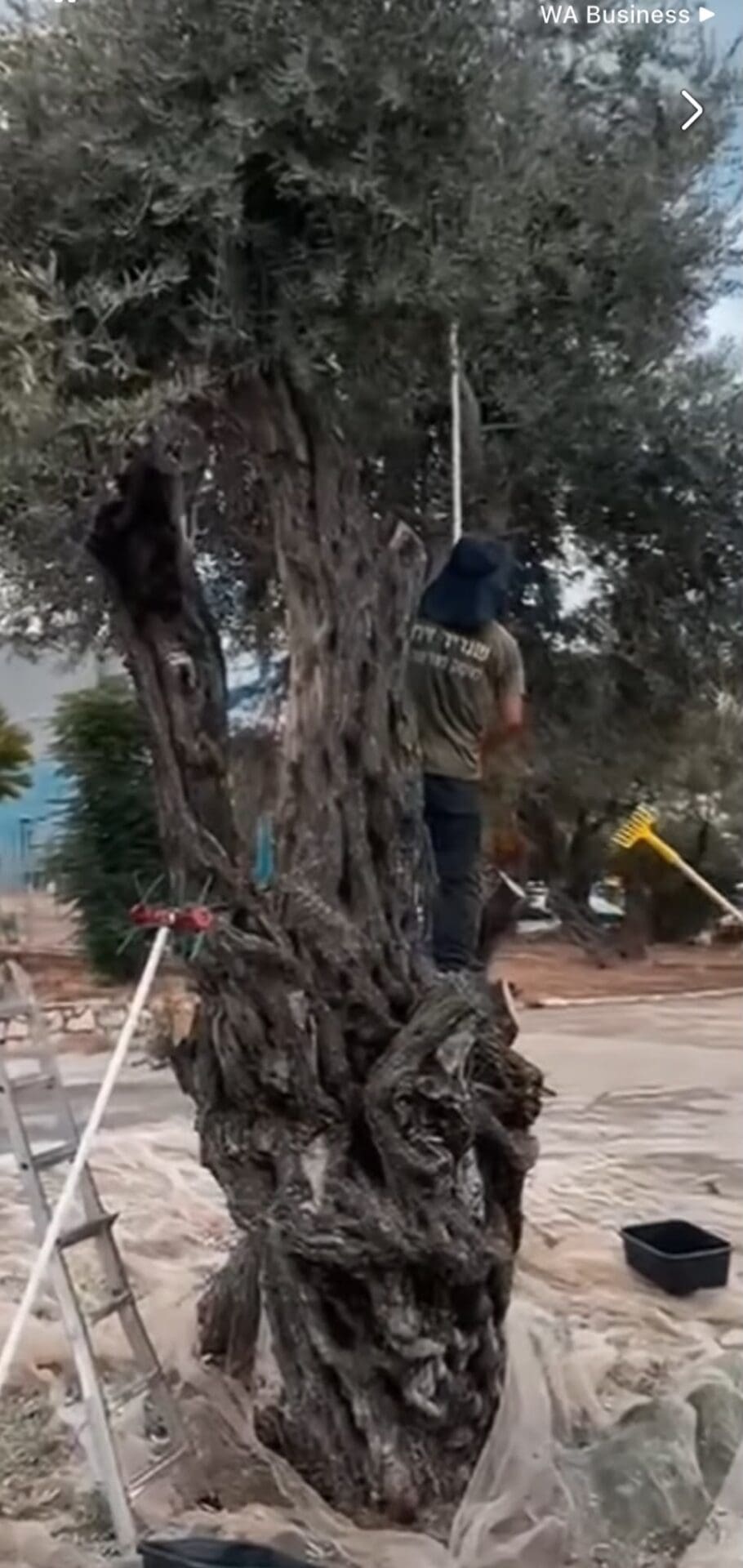 מסיק זיתים (צילומים: מסר הפקות, עיריית טירת כרמל)