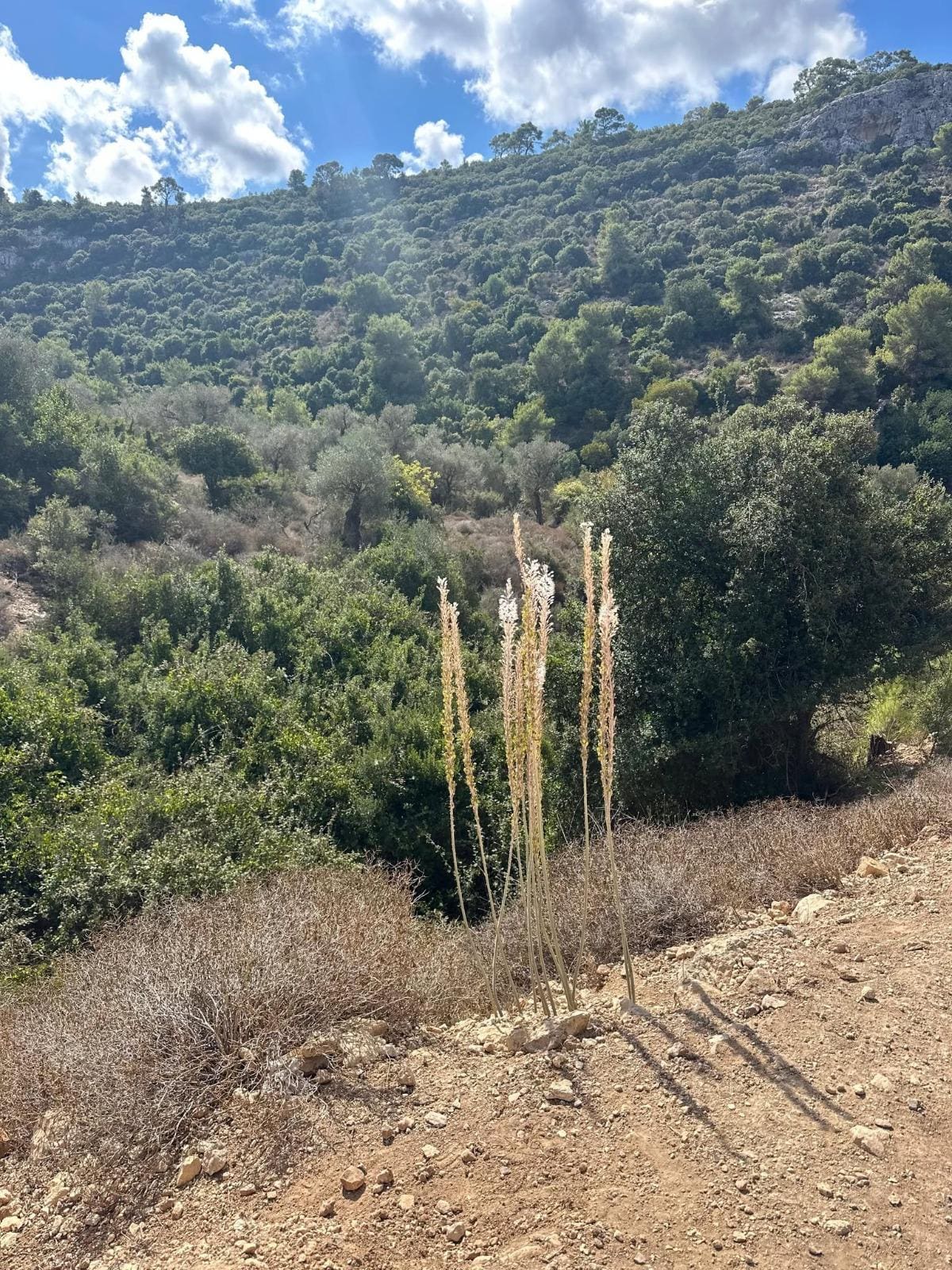 חצבים בדרך לעין קדם (צילומים: מסר הפקות, עיריית טירת כרמל)