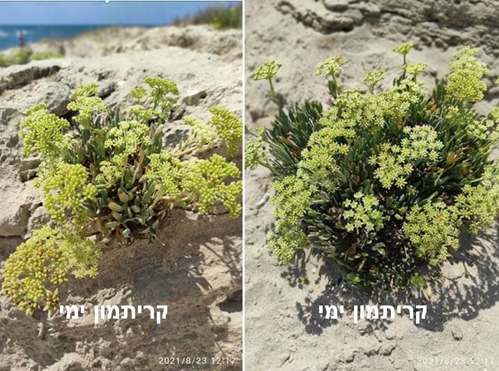 קריתמון ימי • צילום: דני כץ