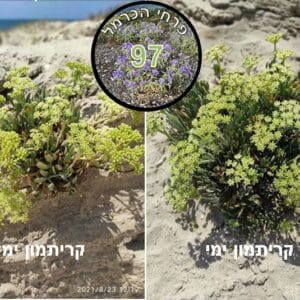 קריתמון ימי • צילום: דני כץ