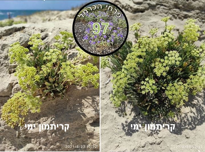 קריתמון ימי • צילום: דני כץ