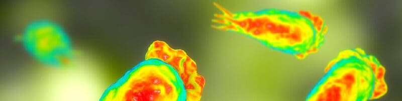 אמבה נגלריה פאולרי Naegleria fowleri (צילום: משרד הבריאות)