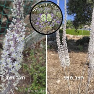 חצב מצוי • צילום: דני כץ