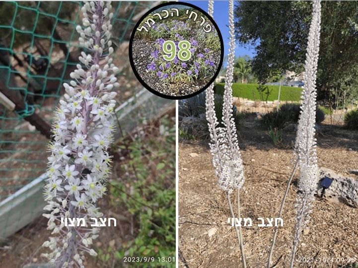חצב מצוי • צילום: דני כץ