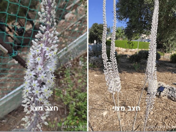 חצב מצוי • צילום: דני כץ
