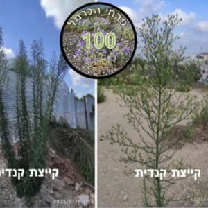 קייצת קנדית • צילום: דני כץ