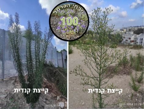 קייצת קנדית • צילום: דני כץ