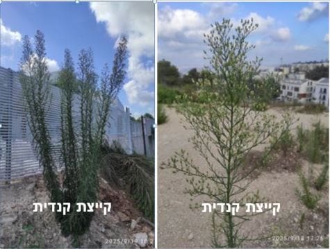 קייצת קנדית • צילום: דני כץ