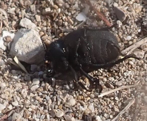 חיפושית מתה. אחת מתוך עשרות (צילום: מוטי מנדלסון)