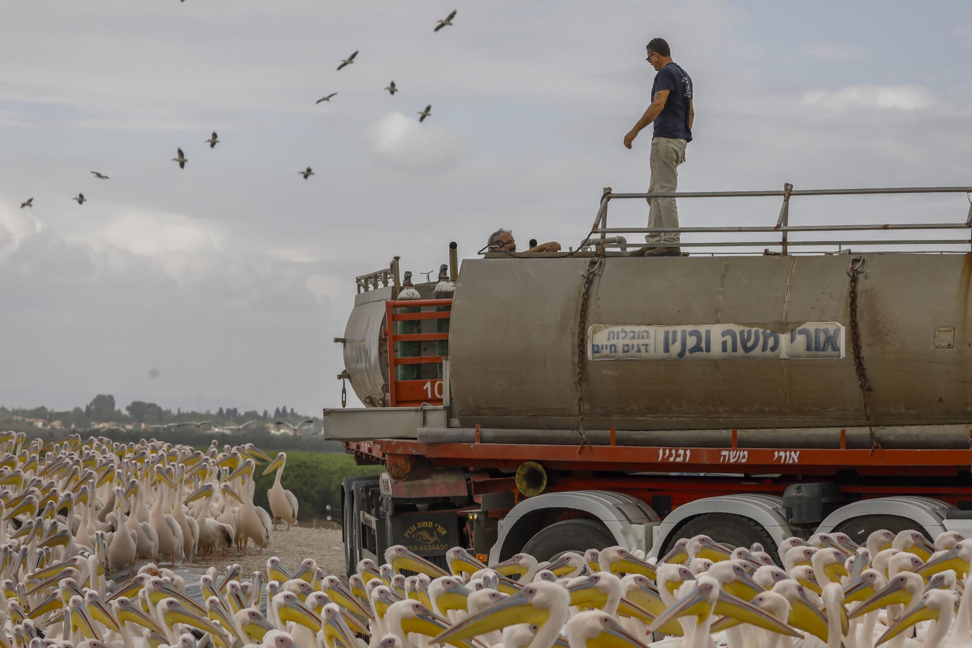 האכלת השקנאים במאגר ויקר (צילום: דרור שמילוביץ)