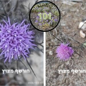 חורשף מצויץ • צילום: דני כץ
