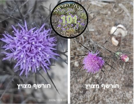 חורשף מצויץ • צילום: דני כץ