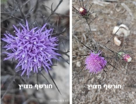 חורשף מצויץ • צילום: דני כץ