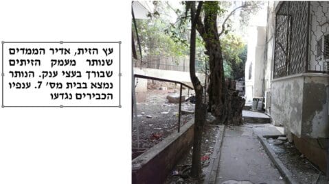 עץ זית מעמק הזיתים בבית מספר 7 (צילום: אילן סגל)