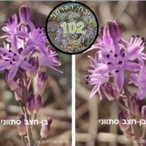 בן חצב סיתווני • צילום: דני כץ