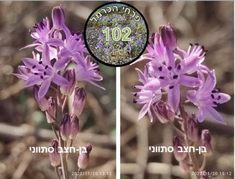 בן חצב סיתווני • צילום: דני כץ