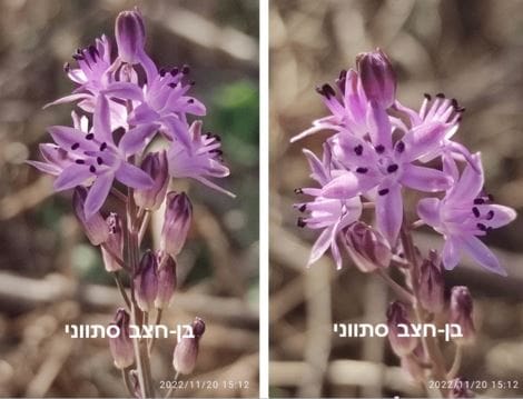בן חצב סיתווני • צילום: דני כץ